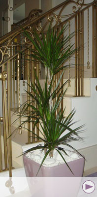 plant image